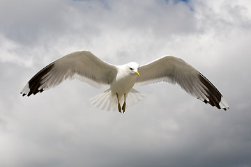 Image showing seagull