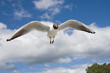 Image showing seagull