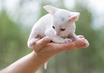 Image showing white kitten on palm