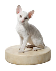 Image showing cornish rex kitten