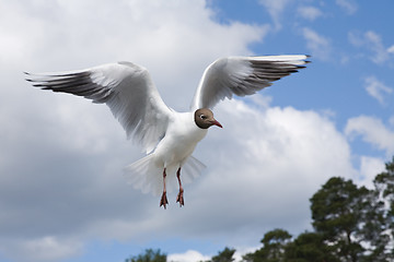 Image showing seagull