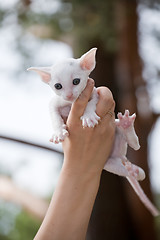 Image showing white kitten on palm