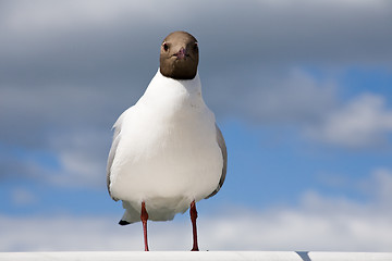 Image showing seagull