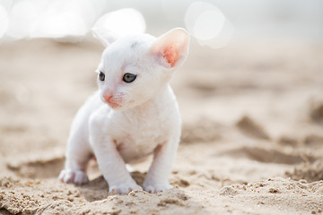 Image showing white kitten