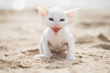 Image showing white kitten