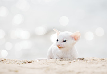 Image showing white smiling cat