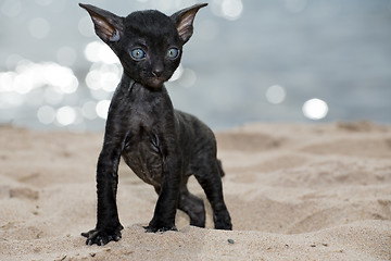 Image showing black kitten