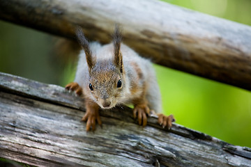 Image showing squirrel