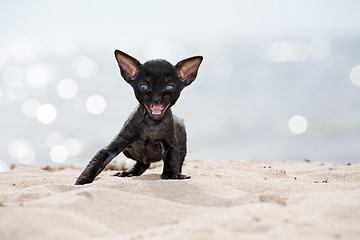 Image showing black kitten