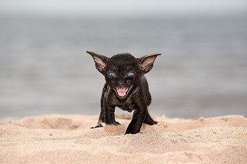 Image showing black kitten