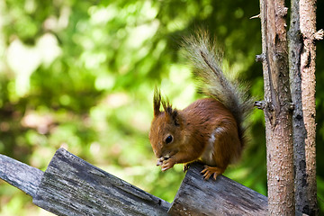 Image showing squirrel