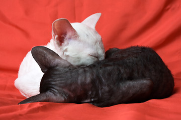 Image showing sleeping kittens