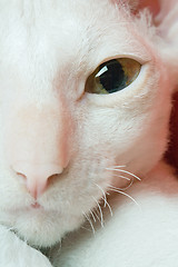 Image showing cat eye