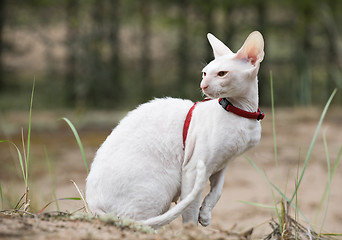 Image showing white cornish rex cat
