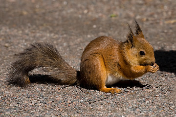 Image showing squirrel