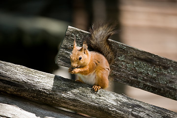 Image showing squirrel