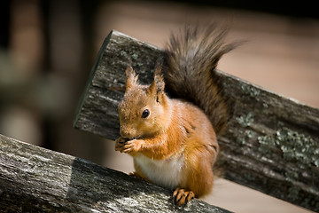 Image showing squirrel