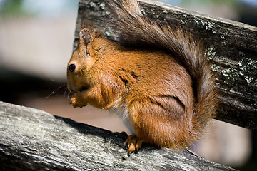 Image showing squirrel