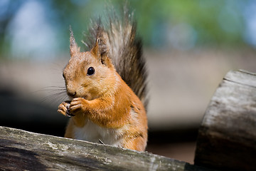 Image showing squirrel