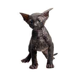 Image showing cornish rex kitten