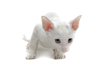 Image showing white kitten