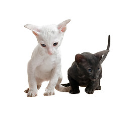 Image showing white and black cornish rex kittens