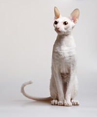 Image showing beautiful white cat