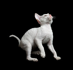 Image showing white kitten