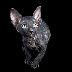 Image showing black kitten