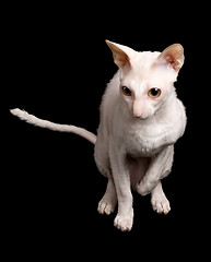 Image showing white cat