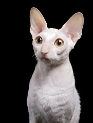 Image showing portrait of white cat