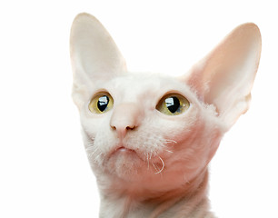 Image showing white cat portrait