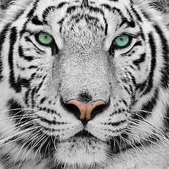 Image showing white tiger