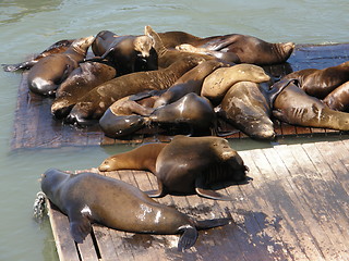 Image showing Sea Lions