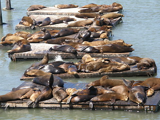 Image showing Sea Lions at Fishermans Wharf