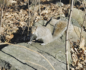 Image showing squirrel