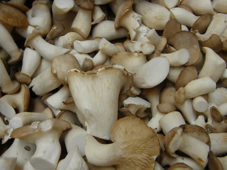 Image showing Mushrooms