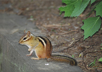 Image showing asian squirrel