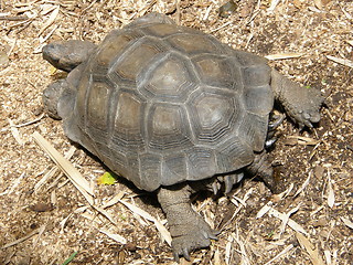 Image showing Turtle