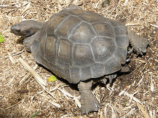 Image showing Turtle