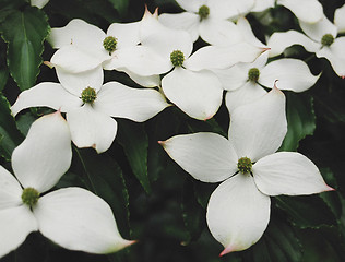 Image showing white flowers