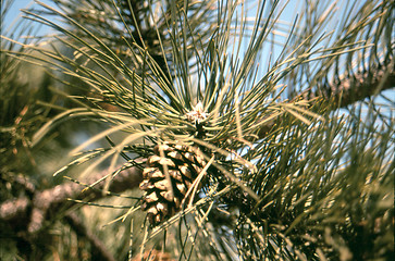 Image showing fir cone