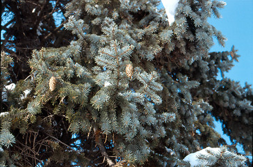 Image showing fir cone 2