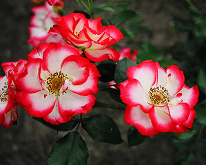 Image showing red and white flowers