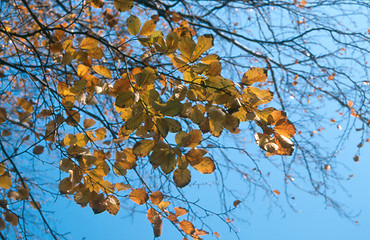 Image showing autumn leafs