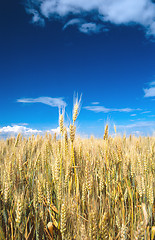 Image showing corn field