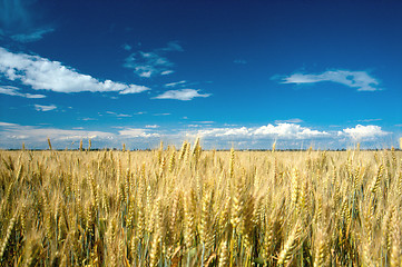 Image showing corn field 2