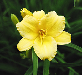 Image showing yellow flower