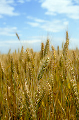 Image showing corn field 4