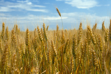 Image showing corn field 5